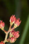 Coastal false asphodel